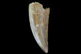 Serrated, Raptor Tooth - Real Dinosaur Tooth #90016-1